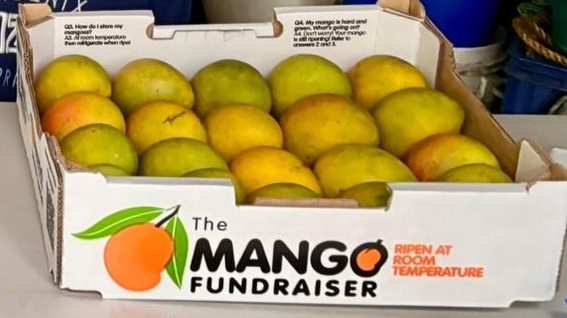 A 7kg tray of Kensington Pride mangoes in a Mango Fundraiser box